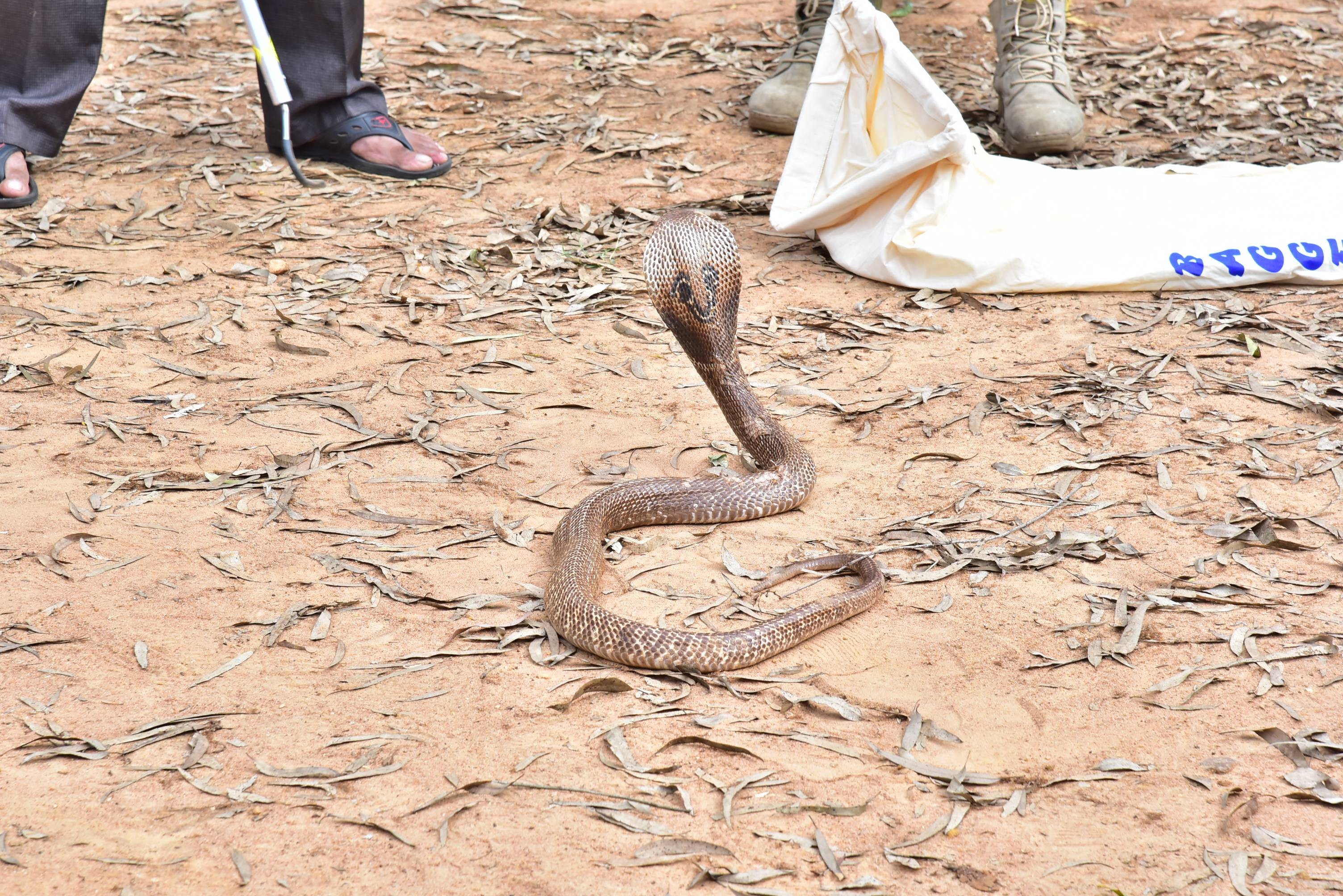 LIVE  DEMO by experts from Chennai snake park